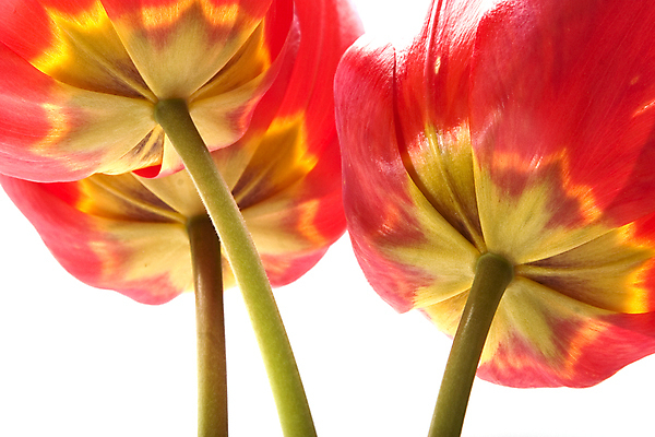 포토 JPG 해외이미지 식물 1 계절 꽃잎 꽃 꽃다발 백그라운드 잎 꽃무늬 자연 부활절 발렌타인데이 선물 사랑 사람없음 빨간색 초록색 여름 컬러풀 우주 정원 봄 활발 튤립 성장 벚꽃 신선 개화 다발 배열 꽃집 싱글 원예 내추럴 고립 해외202004 해외포토 기념일 감정 컬러 컨셉 무늬 데이이벤트 취미 상점 생태계 파일형식 이미지허브