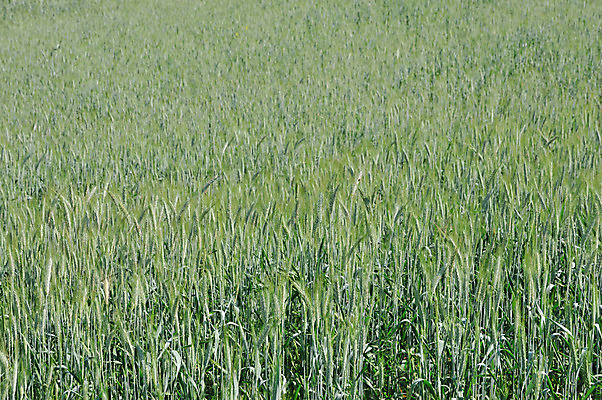 포토 JPG 해외이미지 식물 계절 산업 음식 줄기 백그라운드 밭 농업 재료 자연 건강 옥수수 풍경 사람없음 초록색 농작물 농장 맑음 식사 봄 성장 시골 낟알 땅 시리얼 밀 먹기 유기농 질감 알맹이 날것 보리 영양 밀짚 내추럴 채식주의자 해외202004 해외포토 웰빙 컬러 모션 날씨 곡류 짚 생태계 채식 파일형식 이미지허브