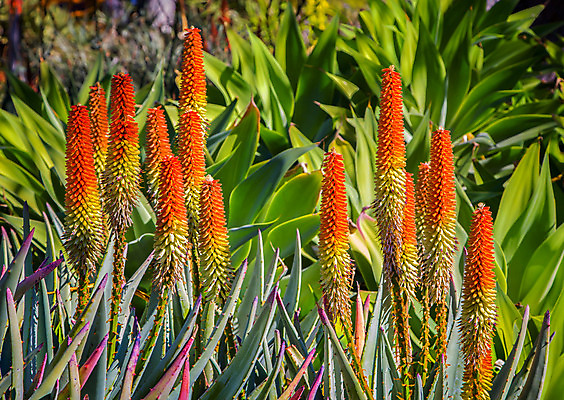 포토 JPG 해외이미지 식물 계절 꽃 잎 오렌지 자연 선인장 풍경 사람없음 초록색 견본 정원 사막 성장 개화 가시 약초 철조망 스파이크 알로에 해외202004 해외포토 컬러 과일 풀_식물 생태계 파일형식 이미지허브