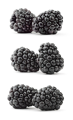 포토 JPG 해외이미지 계절 열매 음식 백그라운드 잎 과일 재료 자연 건강 사람없음 가로 검은색 주스 달콤 숲 먹기 오브젝트 상쾌 유기농 향기 슛 블랙베리 고립 숙성 채식주의자 해외202004 해외포토 식물 웰빙 감정 음료 컬러 모션 맛 생태계 채식 냄새 파일형식 이미지허브