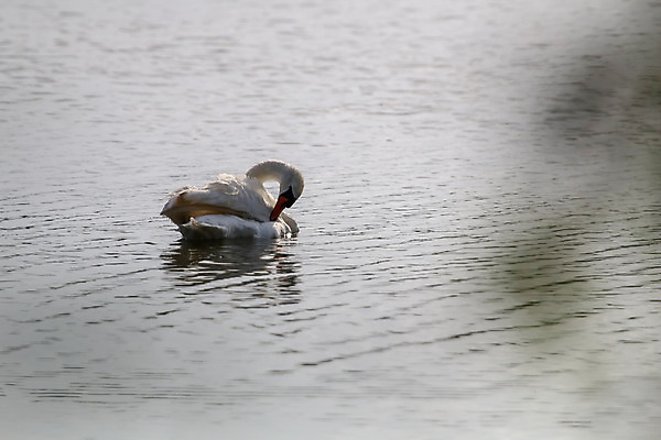 포토 JPG 해외이미지 동물 계절 호수 야생동물 바다 백그라운드 자연 조류 표면 병아리 풍경 사람없음 야외 물 여름 강 평화 수영 침묵 가을 흰색 시골 연못 황무지 우아함 보호 군중 깃털 백조 장면 물새 내추럴 단아함 라트비아 벙어리 해외202004 해외포토 자연요소 컬러 컨셉 북유럽 사람 소리 수상스포츠 생태계 파일형식 이미지허브