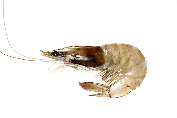 포토 JPG 해외이미지 길 음식 바다 백그라운드 다이어트 재료 자연 새우 건강 갑각류 요리 사람없음 농장 갈색 식사 초밥 젖음 회 껍질 흰색 죽음 신선 호랑이 맛 바닷가재 해산물 서빙 태평양 칼로리 흙더미 내추럴 고립 해외202004 해외포토 동물 컬러 컨셉 농업 포유류 흙 가재 생태계 일본음식 파일형식 더미 이미지허브