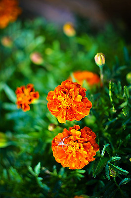 포토 JPG 해외이미지 식물 계절 공원 꽃잎 꽃 백그라운드 잎 꽃무늬 밭 오렌지 자연 사람없음 장식 초록색 여름 햇빛 약 노란색 머리 정원 봄 활발 벚꽃 가을 신선 개화 황금 허브 원예 데이지 냄새 꽃가루 내추럴 많음 해외202004 해외포토 공공시설 컬러 컨셉 무늬 농업 과일 의학 취미 신체부위 태양 가루 생태계 파일형식 이미지허브