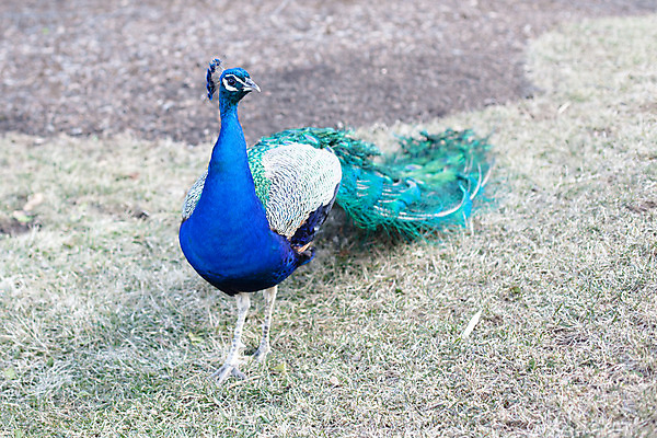 포토 JPG 해외이미지 동물 1 응시 공원 남자 포즈 자연 조류 서기 사람없음 야외 가로 초록색 파란색 봄 흰색 공작 꼬리 동물상 땅바닥 해외202004 해외포토 시선 계절 공공시설 컬러 모션 바닥 사람 조형물 생태계 파일형식 이미지허브