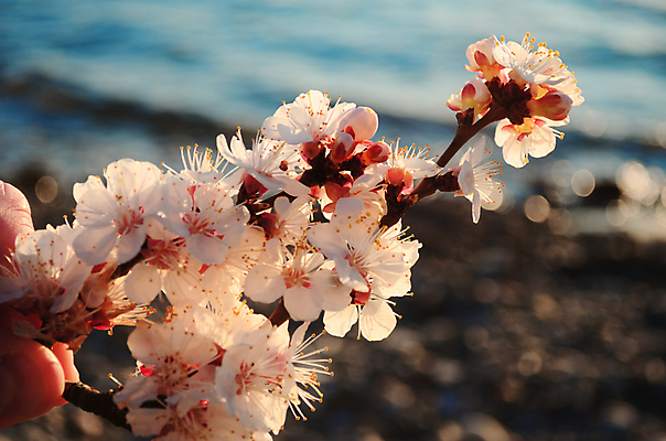 포토 JPG 해외이미지 나무 식물 계절 공원 꽃 바다 분홍색 백그라운드 꽃무늬 자연 하늘 새해 이벤트 사람없음 물 파란색 정원 일본 맑음 축제 봄 벚꽃 흰색 나뭇가지 신선 시간 개화 체리 4월 내추럴 고립 수평선 해외202004 해외포토 자연요소 공공시설 아시아 컬러 무늬 과일 날씨 날짜 생태계 파일형식 이미지허브