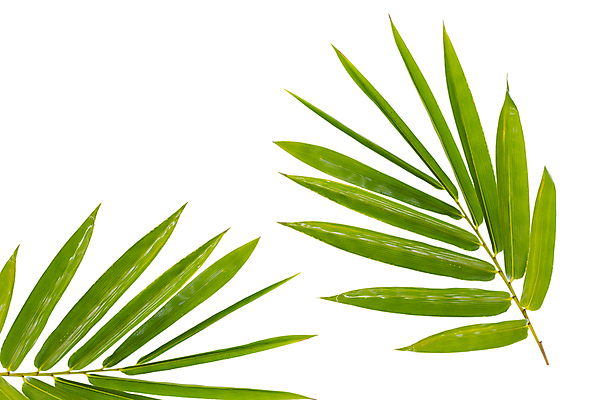 포토 JPG 해외이미지 나무 식물 전통 계절 문화 선 파도 줄기 백그라운드 잎 자연 휴식 동양인 사람없음 장식 초록색 물 평화 정원 일본 화목 성장 흰색 나뭇가지 신선 행운 순수 원예 생물학 동쪽 내추럴 고립 해외202004 해외포토 자연요소 교육 아시아 바다 컬러 컨셉 인종 취미 방향 생태계 파일형식 이미지허브