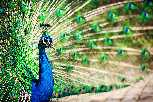 포토 JPG 해외이미지 동물 남자 야생동물 백그라운드 패턴 자연 조류 동물원 사람없음 그래픽 가로 초록색 파란색 컬러풀 머리 걷기 활발 우아함 공작 인도인 전시회 깃털 묘사 질감 꼬리 부리 쇼 목 보여주기 꿩 내추럴 멀티 웅장함 터키석 해외202004 해외포토 외국인 컬러 컨셉 무늬 모션 사람 동양인 신체부위 전시 보석 생태계 파일형식 이미지허브