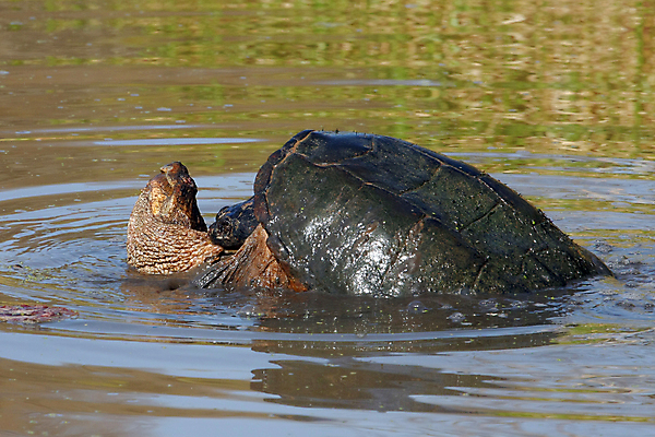 포토 JPG 해외이미지 동물 야생동물 잎 오렌지 파충류 자연 저울 양서류 사람없음 갈색 검은색 추위 독약 뱀 숲 위험 무서움 혀 피부 눈금 사냥 토막 송곳니 내추럴 기어가기 가터벨트 땅바닥 해외202004 해외포토 식물 감정 컬러 컨셉 과일 모션 바닥 신체부위 벨트 입 치아 생태계 파일형식 이미지허브
