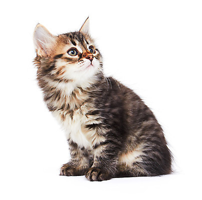 포토 JPG 해외이미지 동물 응시 새끼 백그라운드 오렌지 포유류 털 사람없음 반려동물 머리카락 고양이 줄무늬 회색 흰색 모피 호기심 육식동물 부드러움 고립 기르기 유래 해외202004 해외포토 시선 감정 컬러 컨셉 무늬 과일 머리 감각 돌봄 파일형식 이미지허브