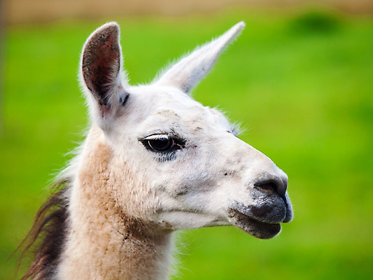 포토 JPG 해외이미지 동물 1 공원 얼굴 야생동물 백그라운드 농업 포유류 자연 털 동물원 성인 사람없음 농장 갈색 머리 미국 가축 흰색 아기 닫기 모피 자르기 귀 부드러움 목 솜털 남쪽 양모 라마 볼리비아 알파카 페루 해외202004 해외포토 공공시설 산업 컬러 북아메리카 모션 아메리카 사람 신체부위 직물 감각 남아메리카 방향 생태계 파일형식 이미지허브