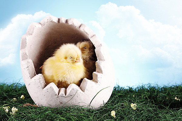 포토 JPG 해외이미지 동물 구름 백그라운드 컨셉 자연 탁자 하늘 휴가 털 병아리 성인 사람없음 초록색 파란색 반려동물 컬러풀 치킨 봄 활발 토끼 그리기 달콤 모피 자르기 데이지 부활절계란 귀 부드러움 해외202004 해외포토 자연요소 계절 꽃 컬러 가구 포유류 모션 조류 부활절 사람 신체부위 계란 감각 맛 생태계 닭고기요리 파일형식 이미지허브