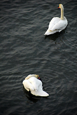 포토 JPG 해외이미지 커플 겨울 조류 사람없음 초록색 물 강 모임 백조 폴란드 크라쿠프 많음 해외202004 해외포토 자연요소 동물 계절 유럽 컬러 컨셉 관계 파일형식 이미지허브