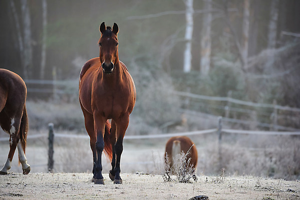 포토 JPG 해외이미지 나무 동물 아침 주택 취미 사람없음 야외 목재 햇빛 농장 일출 목장 추위 안개 시골 신선 숲 시원함 11월 속도 서리 외양간 반투명 삼림지대 해외202004 해외포토 주간 식물 농업 재료 날씨 건물 태양 노을 날짜 파일형식 이미지허브