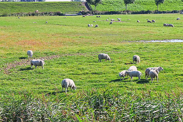 포토 JPG 해외이미지 동물 계절 음식 밭 농업 포유류 자연 하늘 털 육류 서기 풍경 사람없음 야외 초록색 여름 파란색 울타리 농장 농경지 환경 맑음 봄 흰색 시골 아기 양 군중 방목 먹기 네덜란드 장면 양고기 내추럴 양모 밭일 생태학 수평선 해외202004 해외포토 교육 유럽 산업 컬러 식재료 모션 날씨 사람 담장 직물 축산업 생태계 파일형식 이미지허브