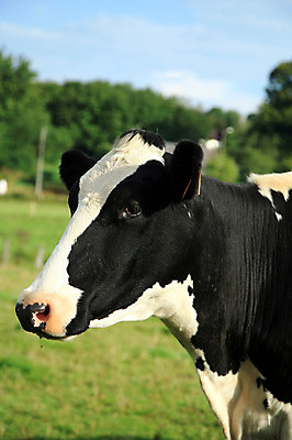 포토 JPG 해외이미지 동물 구름 응시 밭 농업 신체 포유류 자연 뿔 풍경 사람없음 초록색 파란색 농장 머리 검은색 우유 흰색 시골 소 닫기 군중 코 귀 내추럴 송아지 밭일 특별함 해외202004 해외포토 자연요소 시선 산업 새끼 컬러 컨셉 모션 유제품 사람 신체부위 생태계 파일형식 이미지허브