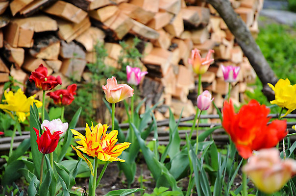 포토 JPG 해외이미지 식물 계절 공원 꽃잎 꽃 줄기 분홍색 꽃다발 백그라운드 잎 꽃무늬 밭 자연 휴가 부활절 발렌타인데이 선물 사랑 사람없음 빨간색 초록색 여름 컬러풀 노란색 머리 정원 보라색 봄 활발 튤립 벚꽃 흰색 신선 개화 닫기 네덜란드 내추럴 고립 해외202004 해외포토 공공시설 기념일 감정 유럽 컬러 컨셉 무늬 농업 모션 데이이벤트 신체부위 생태계 파일형식 이미지허브
