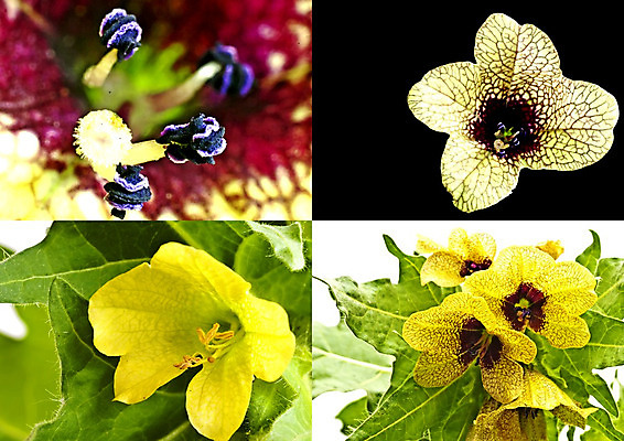 포토 JPG 해외이미지 꽃 백그라운드 사람없음 빛 약 노란색 검은색 독약 행운 신비 수집 허브 묘사 치료제 환각 해외202004 해외포토 식물 컬러 컨셉 의학 증상 파일형식 이미지허브