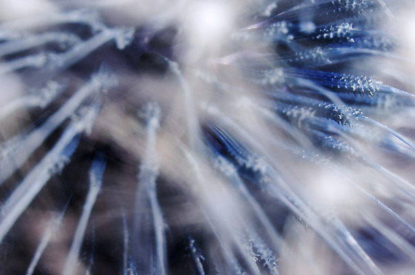 포토 JPG 해외이미지 식물 1 디자인 계절 꽃 백그라운드 꽃무늬 패턴 자연 추상 사람없음 야외 여름 파란색 빛 머리 정원 희망 봄 들꽃 벚꽃 흰색 신선 닫기 민들레 묘사 싱글 질감 청록색 부드러움 내추럴 몽환 해외202004 해외포토 감정 컬러 컨셉 무늬 모션 신체부위 감각 생태계 파일형식 이미지허브