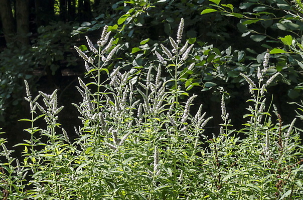 포토 JPG 해외이미지 식물 디자인 꽃 줄기 백그라운드 잎 자연 산 건강 이끼 사람없음 초록색 햇빛 약 보라색 들꽃 성장 벚꽃 나뭇가지 신선 약초 민트 허브 향신료 에코 향기 향 바이오 불가리아 해외202004 해외포토 나무 컬러 의학 태양 환경 풀_식물 생태계 냄새 향미료 파일형식 남유럽 이미지허브