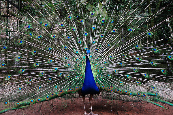 포토 JPG 해외이미지 동물 남자 야생동물 백그라운드 패턴 자연 조류 기술 사람없음 가로 초록색 파란색 컬러풀 머리 활발 의식 우아함 공작 전시회 깃털 꼬리 부리 목 보여주기 꿩 수탉 멀티 웅장함 터키석 해외202004 해외포토 컬러 컨셉 무늬 모션 사람 신체부위 전시 닭 보석 수컷 생태계 파일형식 이미지허브