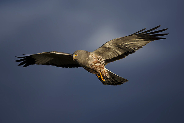 포토 JPG 해외이미지 동물 남자 야생동물 날개 조류 사람없음 황무지 남아메리카 공격 깃털 육식동물 사냥꾼 아르헨티나 해외202004 해외포토 직업 모션 아메리카 사람 파일형식 이미지허브