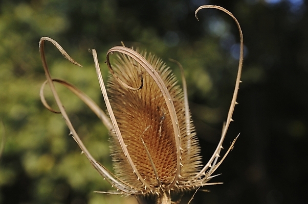 포토 JPG 해외이미지 식물 꽃잎 꽃 꽃무늬 자연 사람없음 여름 벚꽃 내추럴 고립 해외202004 해외포토 계절 무늬 생태계 파일형식 이미지허브