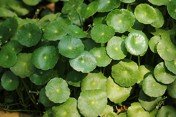 포토 JPG 해외이미지 식물 음식 백그라운드 잎 건강 동양인 사람없음 초록색 약 중국 약초 인도인 허브 유기농 관절염 내추럴 해외202004 해외포토 외국인 웰빙 아시아 컬러 의학 인종 풀_식물 질병 파일형식 이미지허브