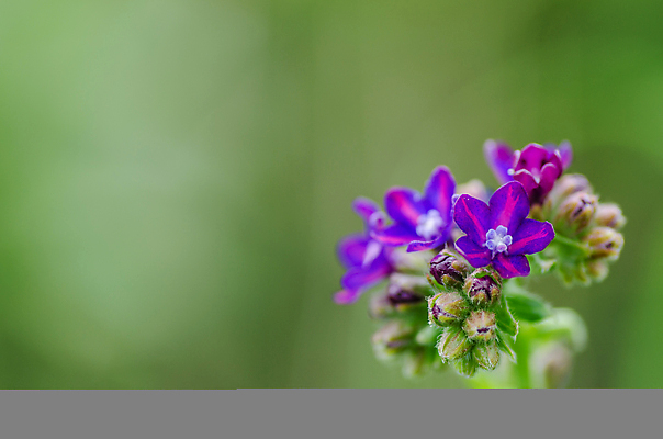 포토 JPG 해외이미지 식물 계절 꽃 지구 백그라운드 밭 자연 휴식 해바라기 부활절 선물 씨앗 사람없음 여름 빛 컬러풀 햇빛 태양 장미 노란색 환경 정원 봄 성장 벚꽃 신선 허브 원예 데이지 향기 아로마 시트 땅바닥 모종 생태학 해외202004 해외포토 자연요소 교육 기념일 컬러 컨셉 농업 바닥 취미 생태계 냄새 파일형식 이미지허브