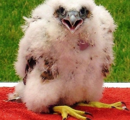 포토 JPG 해외이미지 동물 야생동물 자연 조류 병아리 사람없음 야외 환경 분노 흰색 보호 깃털 육식동물 내추럴 공격적 해외202004 해외포토 감정 컬러 컨셉 생태계 파일형식 이미지허브