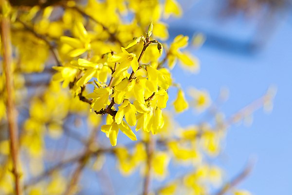 포토 JPG 해외이미지 주간 봄꽃 자연 풍경 사람없음 야외 아웃포커스 노란색 봄 해외202004 해외포토 자연요소 계절 꽃 컬러 촬영기법 생태계 파일형식 이미지허브