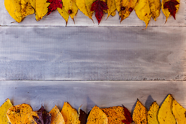 포토 JPG 해외이미지 나무 계절 공원 벽 백그라운드 단풍 잎 패턴 오렌지 자연 벽지 탁자 표면 추상 프레임 사람없음 야외 목재 장식 빨간색 빛 컬러풀 노란색 우주 맑음 어둠 활발 덮개 가을 판넬 거친 황금 숲 묘사 부식 유기농 질감 보케 10월 내추럴 그런지 옛날 해외202004 해외포토 식물 웰빙 공공시설 컬러 가구 컨셉 무늬 과일 재료 날씨 뚜껑 날짜 생태계 파일형식 이미지허브