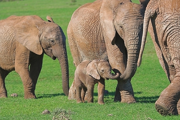 포토 JPG 해외이미지 식물 동물 야생동물 여행 신체 포유류 가족 아프리카 청소년 자연 초식동물 코끼리 사람없음 머리 아기 위험 큼 사파리 꼬리 귀 5 상아 멸종 동물상 몬스터 원정 해외202004 해외포토 나라 컨셉 관계 사람 신체부위 조형물 숫자 크기 생태계 파일형식 이미지허브