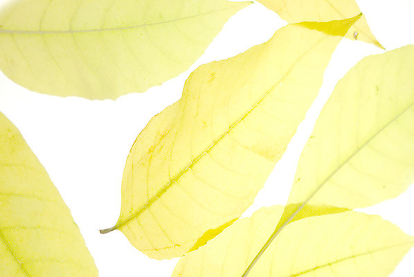 포토 JPG 해외이미지 식물 디자인 계절 백그라운드 잎 패턴 오렌지 자연 벽지 건조 사람없음 장식 가로 초록색 여름 노란색 스크린 활발 가을 흰색 비교 그룹 변화 황금 떨어짐 숲 큼 11월 수집 오브젝트 질감 추수감사절 10월 고립 엘리먼트 옛날 해외202004 해외포토 기독교 컬러 컨셉 무늬 과일 날짜 크기 생태계 파일형식 이미지허브