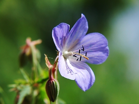 포토 JPG 해외이미지 식물 사람없음 제라늄 해외202004 해외포토 파일형식 이미지허브