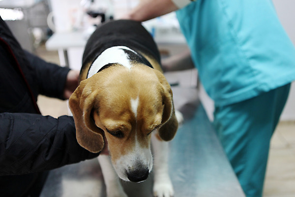 포토 JPG 해외이미지 동물 백인 직업 여자 남자 행복 유니폼 청진기 탁자 건강 병원 실험 사람 성인 사람없음 반려동물 약 시험 환자 간호사 의사 흰색 잡기 업무 개 강아지 외과 수의사 송곳니 고립 돌봄 해외202004 해외포토 서양인 옷 교육 감정 컬러 가구 포유류 의학 의료기기 모션 의료진 작업 치아 파일형식 이미지허브