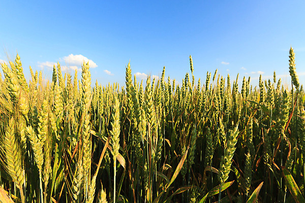 포토 JPG 해외이미지 식물 계절 산업 지구 음식 백그라운드 잎 밭 농업 채소 자연 하늘 건강 풍경 사람없음 야외 초록색 여름 파란색 컬러풀 태양 농장 농경지 갈색 환경 정원 흙 봄 수확 성장 시골 신선 땅 시리얼 유기농 내추럴 땅바닥 밭일 쟁기 줄서기 수평선 세련 해외202004 해외포토 자연요소 웰빙 컬러 모션 바닥 생태계 파일형식 이미지허브