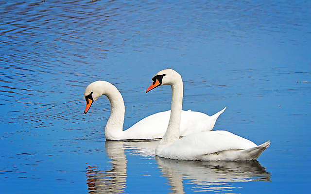 포토 JPG 해외이미지 주간 호수 두마리 사람없음 야외 백조 해외202004 해외포토 자연요소 2 조류 파일형식 이미지허브