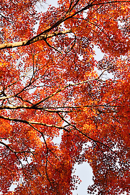 포토 JPG 해외이미지 나무 식물 계절 공원 아시아 여행 백그라운드 단풍 잎 오렌지 자연 하늘 풍경 사람없음 야외 빨간색 세로 빛 컬러풀 햇빛 노란색 환경 정원 일본 활발 가을 도쿄 숲 11월 내추럴 강렬 교토 해외202004 해외포토 공공시설 나라 컬러 컨셉 과일 태양 날짜 생태계 파일형식 이미지허브