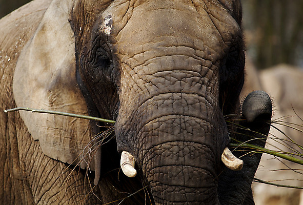 포토 JPG 해외이미지 주간 1 공원 얼굴 야생동물 잎 밭 포유류 아프리카 초식동물 날씨 코끼리 사람없음 야외 옆모습 세로 빛 머리 맑음 운전 게임 나뭇가지 주름 닫기 큼 먹기 사파리 피부 묘사 질감 귀 5 남쪽 깊이 수유 전국 해외202004 해외포토 자연요소 나무 식물 동물 공공시설 나라 뷰포인트 농업 모션 놀이 신체부위 숫자 크기 방향 파일형식 이미지허브