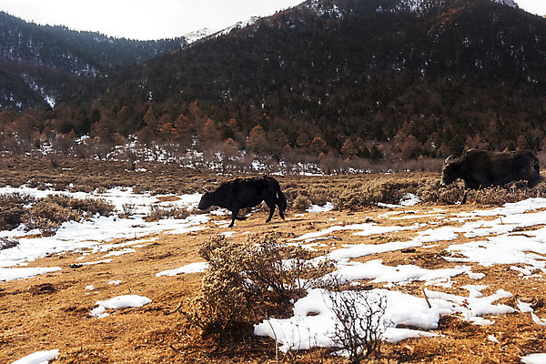 포토 JPG 해외이미지 동물 아시아 여행 산 풍경 사람없음 관광지 중국 소 내추럴 해외202004 해외포토 나라 포유류 파일형식 이미지허브