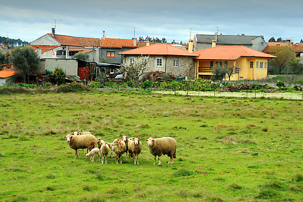 포토 JPG 해외이미지 동물 공원 음식 여행 밭 농업 자연 날씨 주택 털 풍경 사람없음 야외 초록색 여름 농장 환경 가축 봄 시골 양 소 재산 군중 주식 오두막 잼 먹기 그림 시골집 장면 양고기 양모 샬레 양털 찰과상 판잣집 목가 해외202004 해외포토 계절 공공시설 산업 컬러 포유류 모션 실험기구 육류 사람 건물 금융 직물 소스_음식 상처 생태계 파일형식 이미지허브