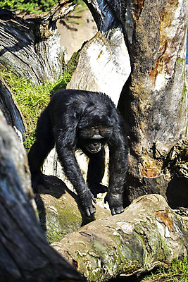 포토 JPG 해외이미지 동물 공원 남자 얼굴 야생동물 아프리카 자연 산 사람없음 검은색 원숭이 숲 멸종 유인원 고릴라 르완다 서쪽 우간다 전국 콩고 해외202004 해외포토 공공시설 나라 컬러 포유류 사람 신체부위 방향 생태계 파일형식 이미지허브