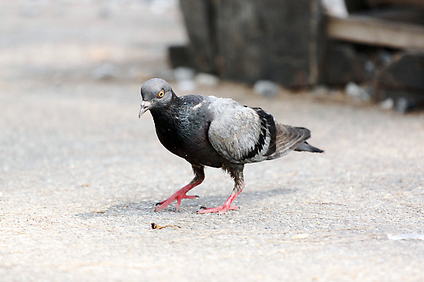 포토 JPG 해외이미지 동물 1 백그라운드 2 날개 자연 조류 사람없음 옆모습 활발 펼침 회색 자유 흰색 닫기 깃털 만족 싱글 비둘기 부리 길이 해외202004 해외포토 감정 뷰포인트 컬러 컨셉 모션 생태계 파일형식 이미지허브