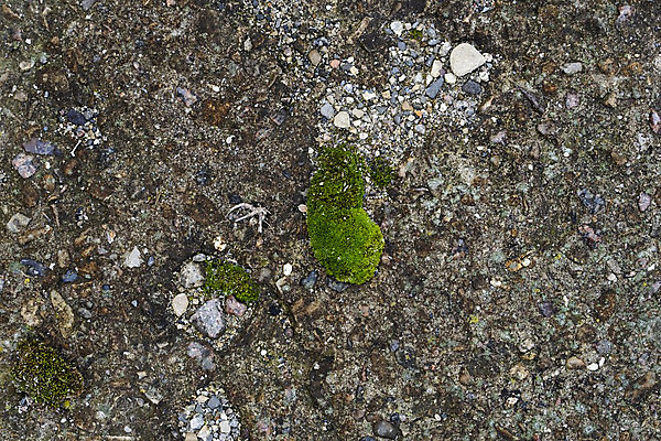 포토 JPG 해외이미지 식물 디자인 공원 벽 백그라운드 잎 패턴 자연 표면 추상 이끼 사람없음 야외 초록색 물 빛 노란색 환경 흙 젖음 성장 신선 거친 떨어짐 습지 숲 수분 방향 묘사 질감 부드러움 내추럴 곰팡이 그런지 땅바닥 옛날 해외202004 해외포토 자연요소 공공시설 컬러 컨셉 무늬 바닥 감각 생태계 파일형식 이미지허브