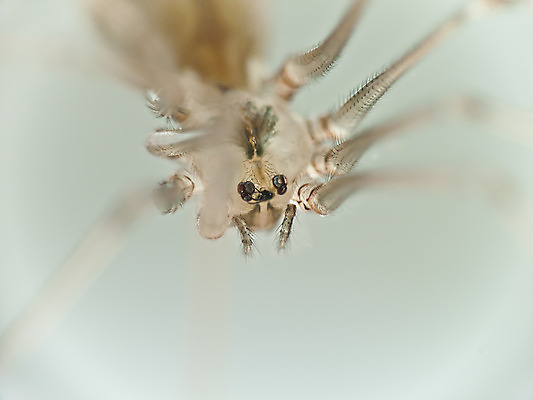 포토 JPG 해외이미지 동물 백그라운드 신체 사람없음 갈색 침묵 놀람 위험 작음 거미 해외202004 해외포토 감정 컬러 곤충 컨셉 표정 소리 크기 파일형식 이미지허브