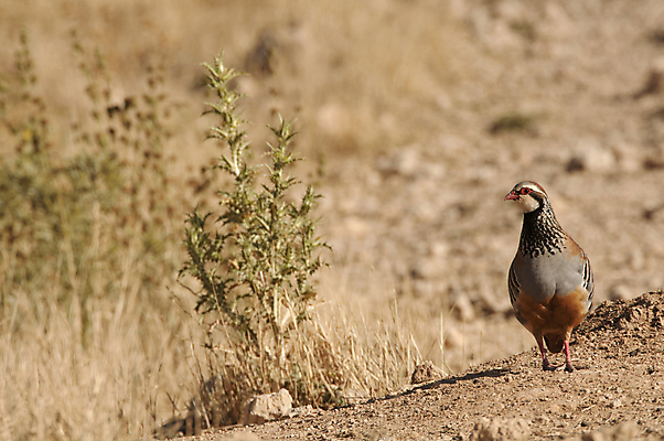포토 JPG 해외이미지 동물 남자 유럽 야생동물 음식 밭 자연 조류 종류 사람없음 빨간색 농장 일몰 관찰 황무지 먹이 먹기 깃털 사냥 지역 서식지 꿩 동물상 땅바닥 수유 해외202004 해외포토 나라 컬러 농업 모션 바닥 사람 조형물 노을 생태계 파일형식 이미지허브