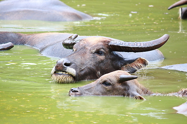 포토 JPG 해외이미지 동물 아시아 호수 포유류 관계 태국 자연 엄마 휴식 함께함 뿔 사람없음 초록색 물 강 햇빛 검은색 수영 가축 힘 젖음 아기 연못 그룹 소 코 귀 에메랄드 이국적 해외202004 해외포토 자연요소 나라 컬러 컨셉 가족 사람 신체부위 태양 수상스포츠 보석 생태계 파일형식 이미지허브