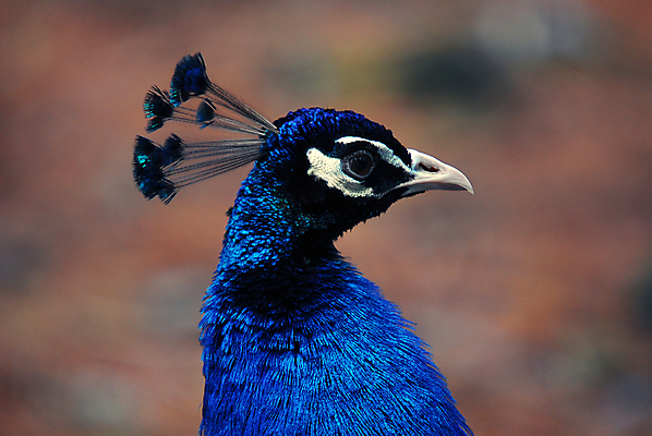 포토 JPG 해외이미지 야생동물 자연 조류 사람없음 초록색 파란색 컬러풀 공작 인도인 깃털 해외202004 해외포토 외국인 동물 컬러 동양인 생태계 파일형식 이미지허브