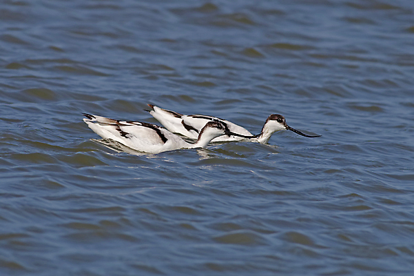 포토 JPG 해외이미지 동물 여자 남자 아시아 얼굴 야생동물 바다 백그라운드 날개 자연 조류 사람없음 야외 가로 컬러풀 머리 환경 닫기 깃털 꼬리 부리 소금 서식지 생태학 이국적 해외202004 해외포토 교육 나라 컬러 모션 사람 신체부위 생태계 파일형식 이미지허브