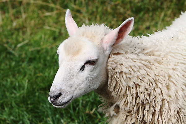 포토 JPG 해외이미지 여자 음식 포유류 사람없음 양 양모 식용 해외202004 해외포토 동물 사람 직물 파일형식 이미지허브